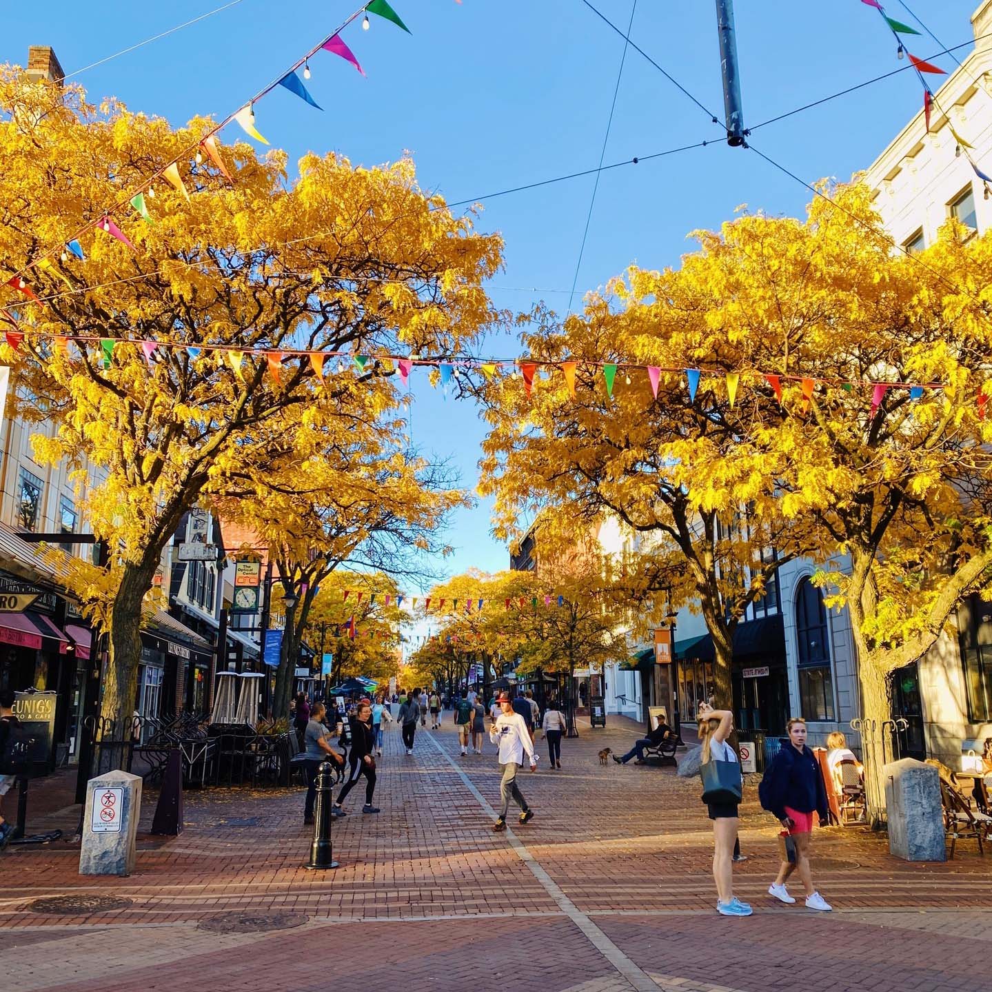 A fall day on Church street. Young people are socializing on the tree-lined brick street. A man is resting on a bench with his dog.